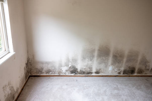 Best Industrial Mold Remediation  in South Windham, CT